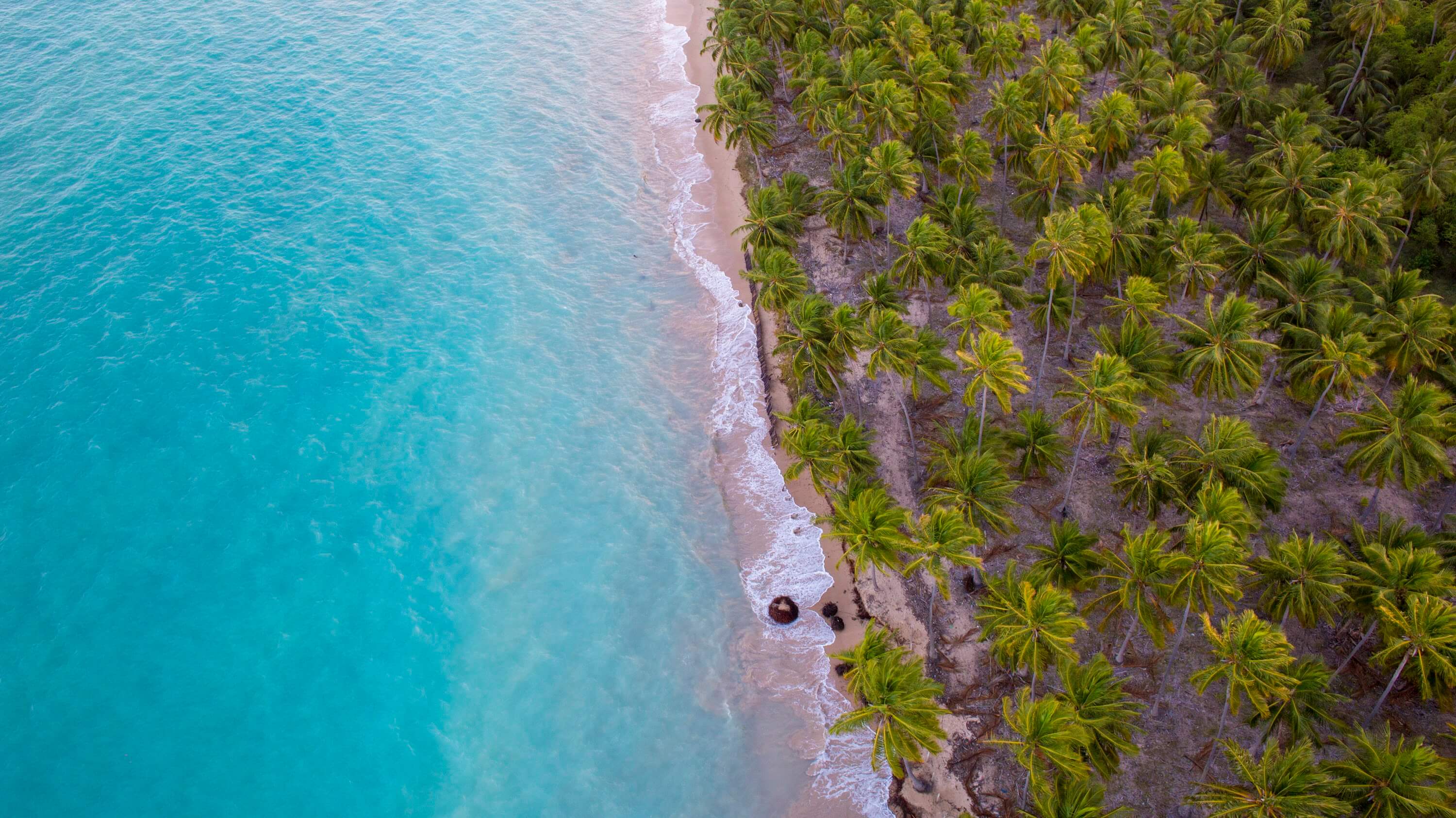 Vista aérea da Praia de Antunes, em Alagaoas, com água do mar azul turquesa, faixa de areia branquinha e vasta plantação de coqueirais.